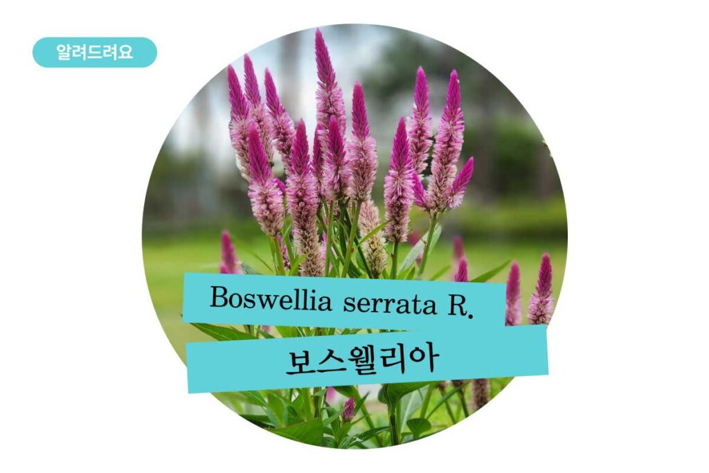 보스웰리아 성분 요약